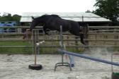 Ma Grise de Bremoy (Grey Sky d'Ivraie) à 2 ans.