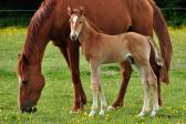 Bon Sire de Bremoy sous la mère