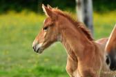 Bon Sire de Bremoy, foal