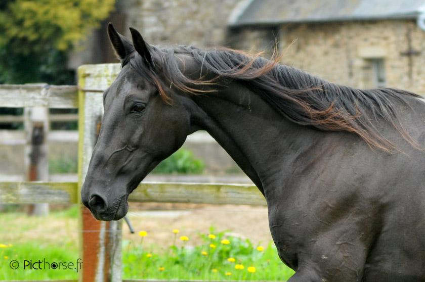 Vente Trotteur Francais 2024 www tofrei