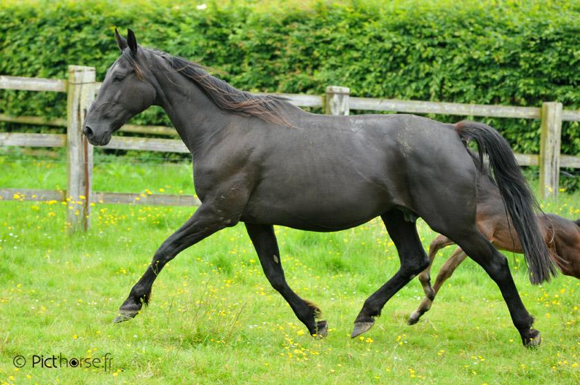 Vente pouliniere trotteur francais new arrivals