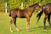 Poulain 2014 par Ryder de Tagor