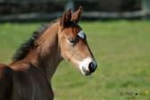 Poulain trotteur de 2016 par Kaisy Dream et mère par Blue Dream.